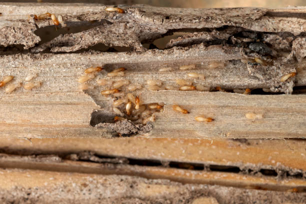 Best Affordable Pest Control Services  in Fairfield, IL